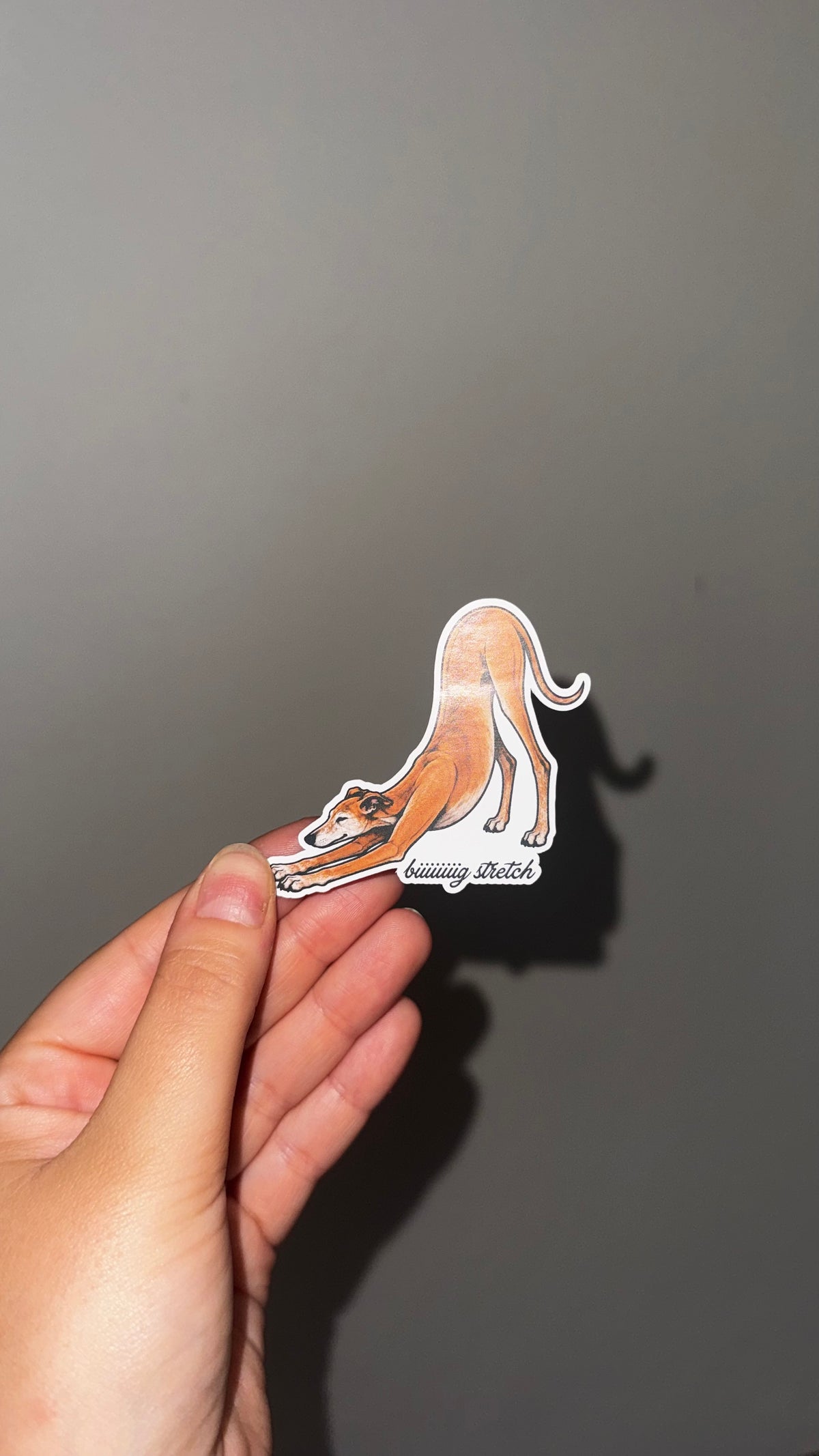 biiiiig stretch seniors stickers