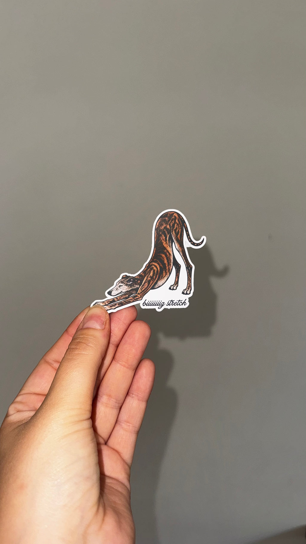 biiiiig stretch seniors stickers